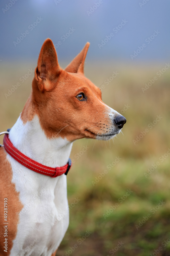 Red basenji on the autumn meadow
