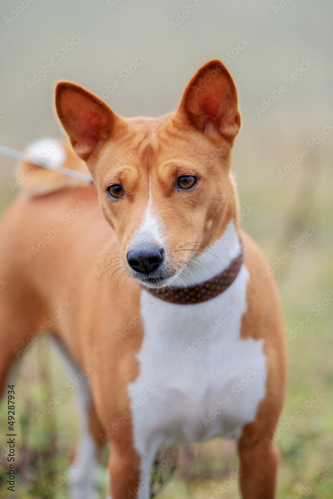 Red basenji on the autumn meadow