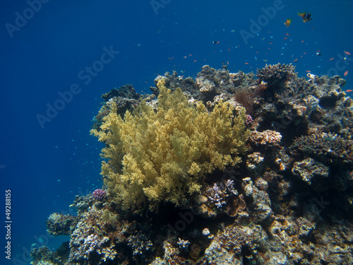 gelbe grosse koralle