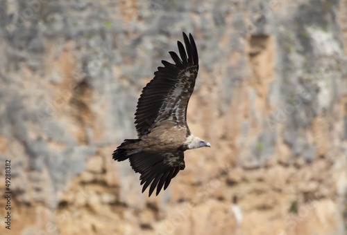 Vulture in las Hoces del Duraton, Segovia, Spain