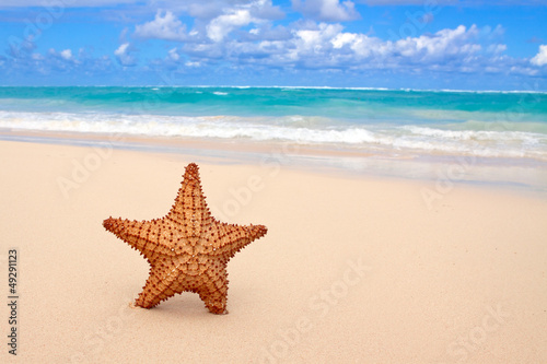 Starfish on a tropical beach. 