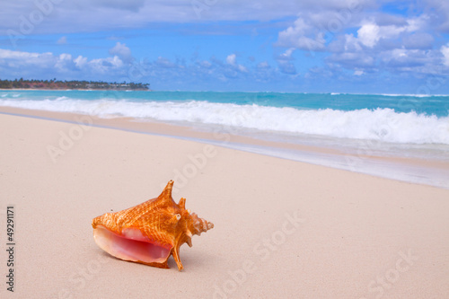 Conch Shell On Tropical Beach.