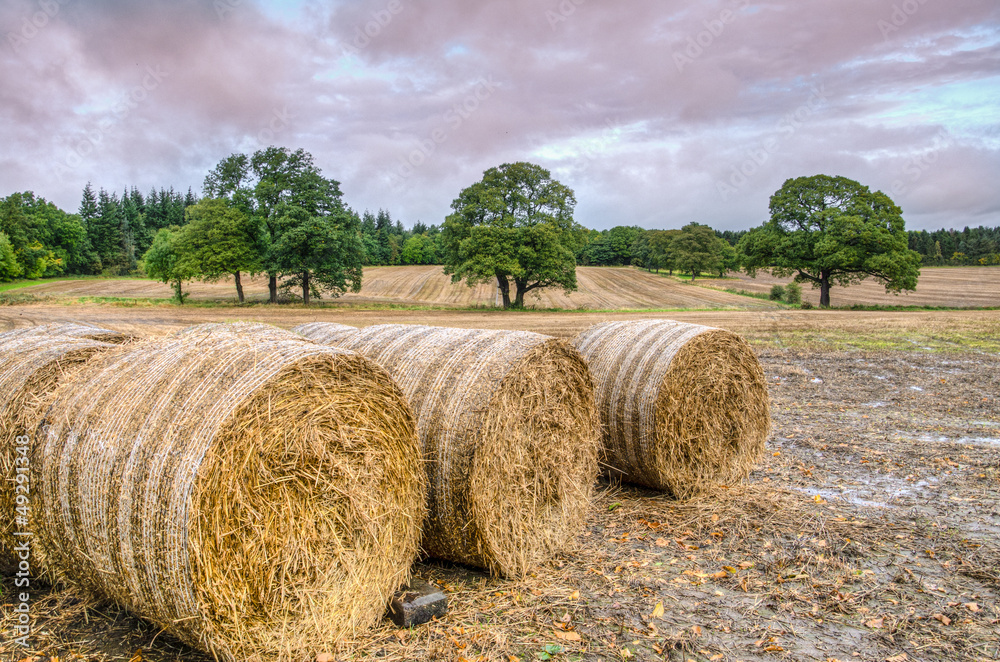 Three round bales of straw in harvested field
