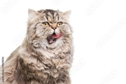 licking grey persian kitten sitting on isolated white white