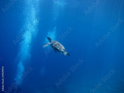 meeresschildkroete zwischen luftblasen