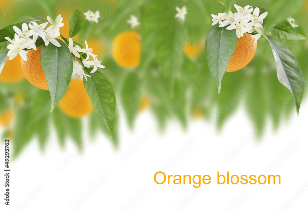 Obraz premium Orange blossom