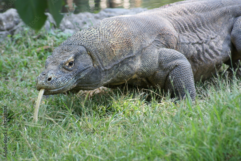 Obraz premium 思案中のコモドドラゴン