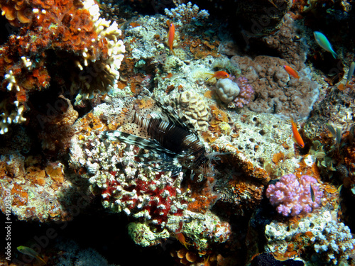 feuerfisch bei korallen