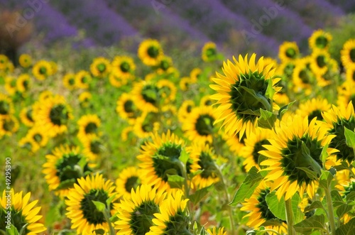 Lavendel und Sonnenblumen - lavender and  sunflowers 07