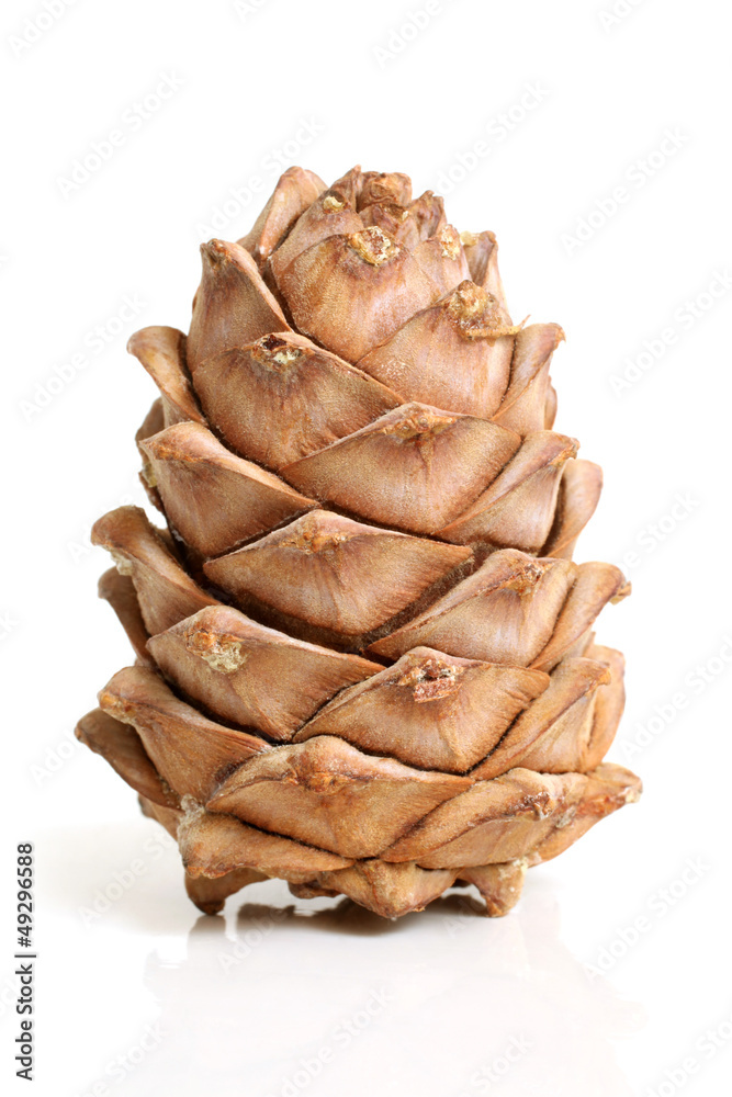 Siberian pine cone Siberian pine cone