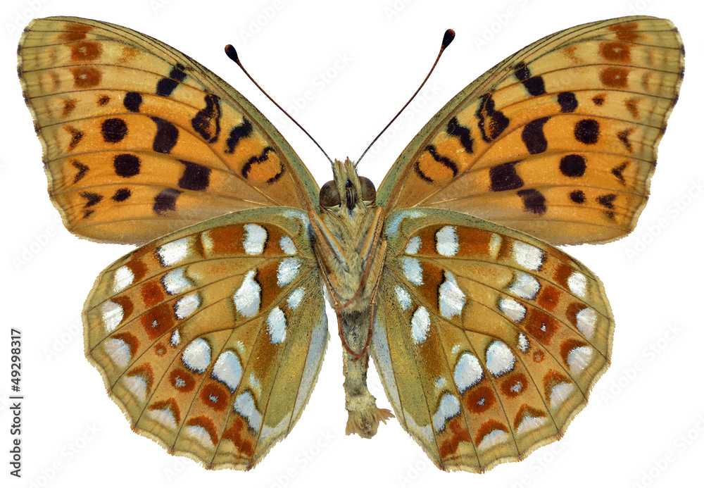 Naklejka premium Isolated High Brown Fritillary butterfly seen from below