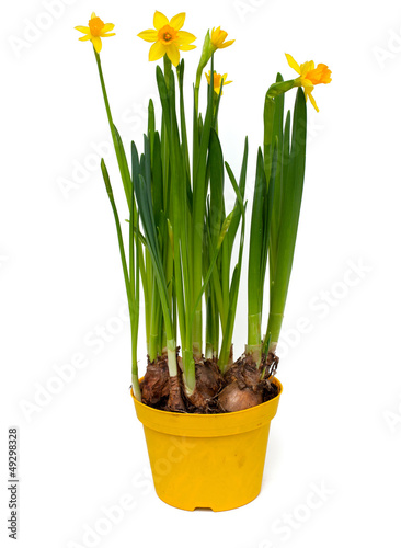 narcissus flowers in a pot