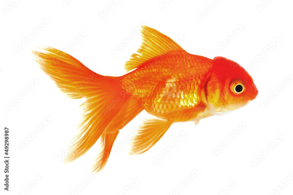 Goldfisch Goldfisch
