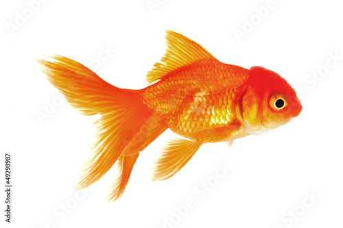 Goldfisch © Digitalpress
