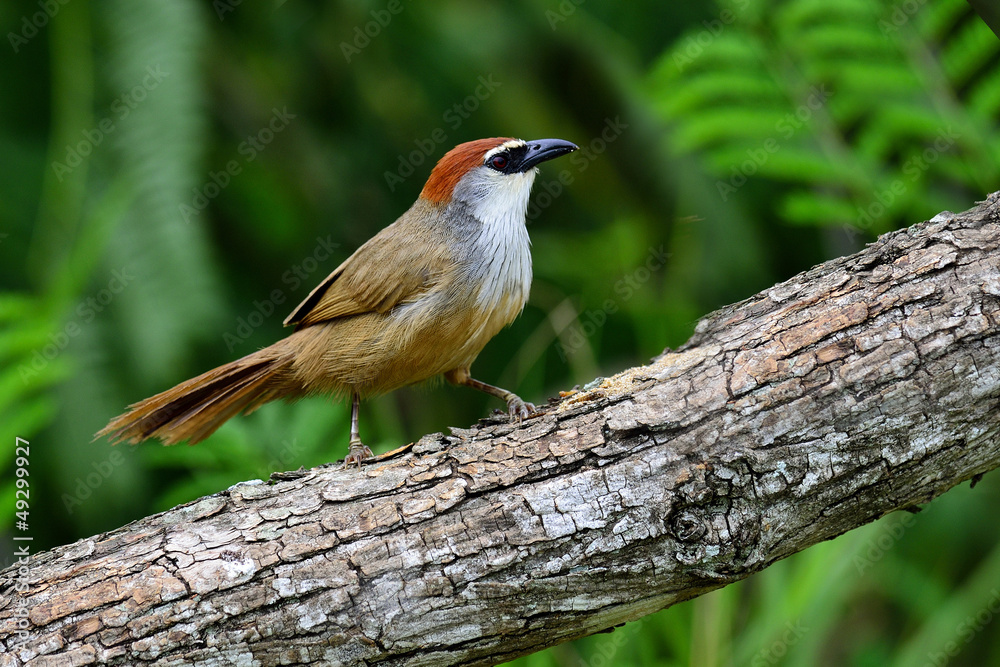 Obraz premium Chestnut-capped Babbler