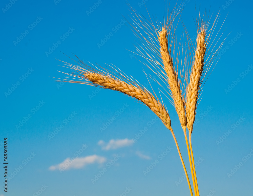 wheat ears wheat ears