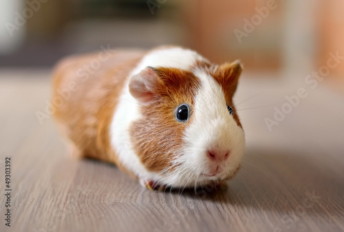 Cute Guinea pig