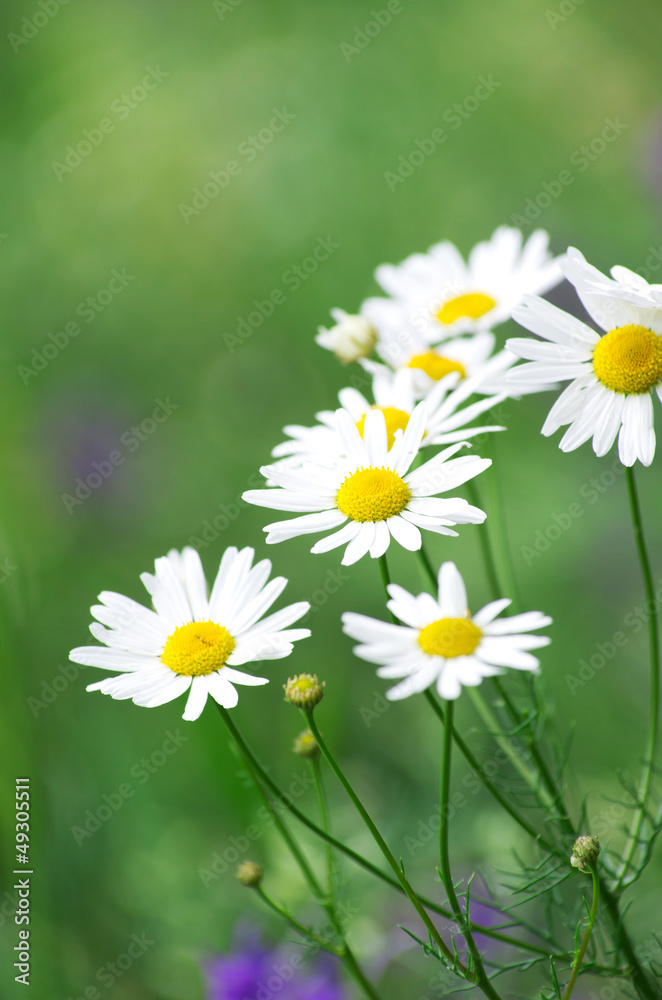 chamomiles chamomiles