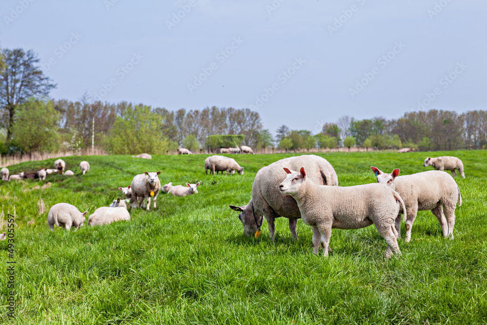 Obraz premium sheep standing in a field...