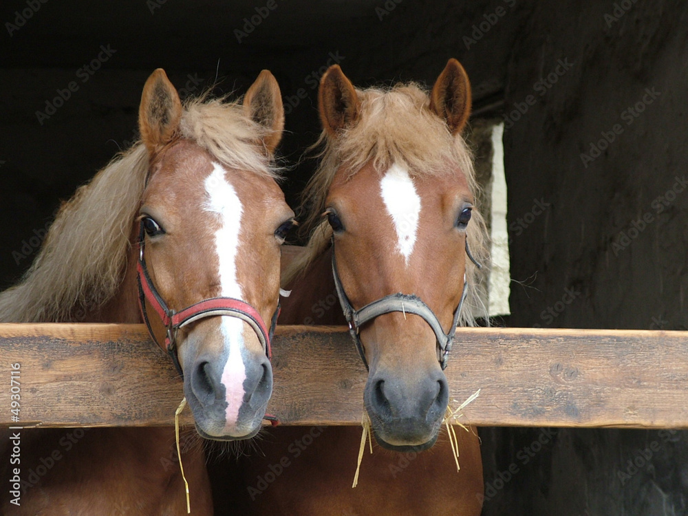 Fototapeta premium Mausi und Narziss