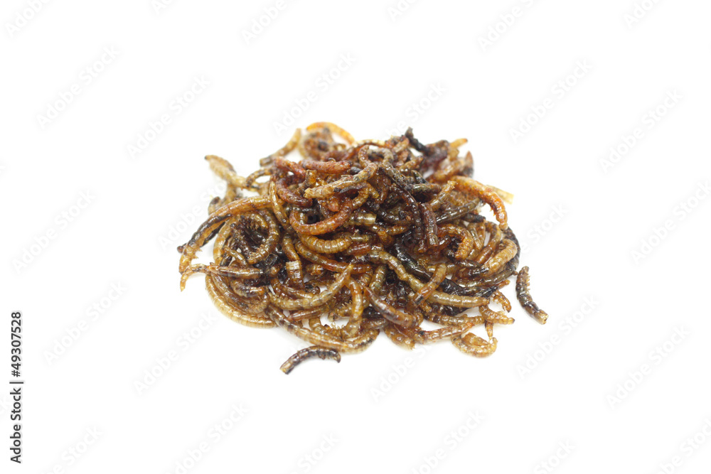 insectes comestibles insectes comestibles