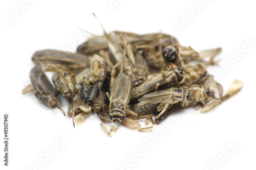 Billede på lærred insectes comestibles