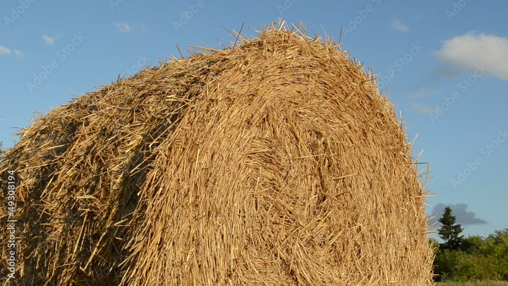 macro turn straw bale round roll background blue cloud sky grass macro turn straw bale round roll background blue cloud sky grass