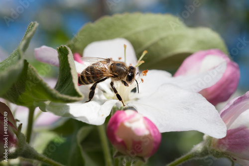 bee in the blossom