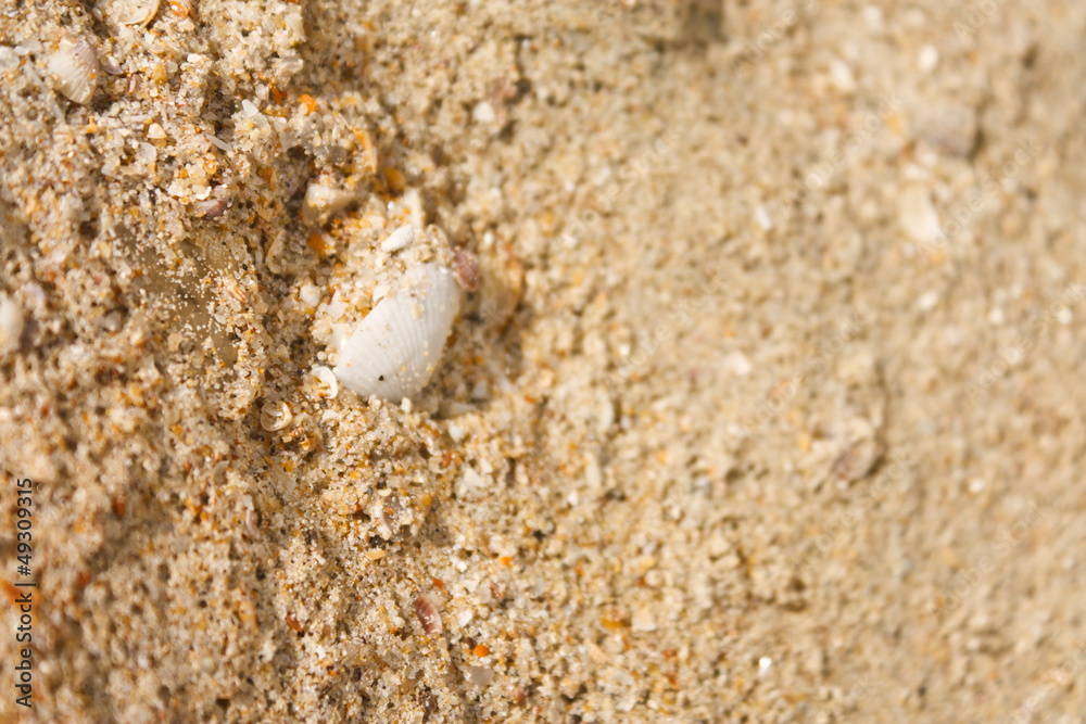 seashell with sand as background