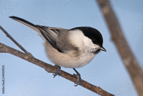 Willow tit