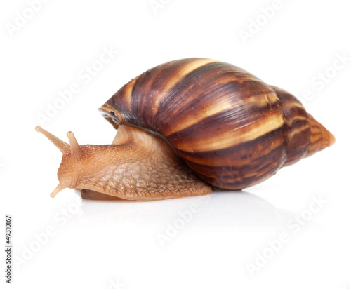 Big brown snail crawls on white background
