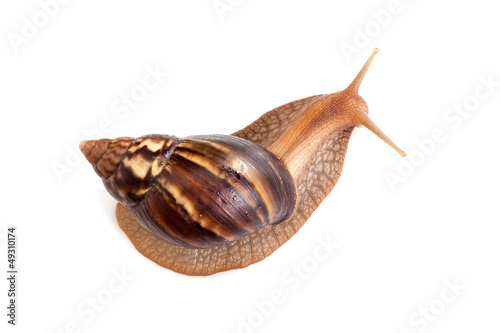 Big brown snail crawls on white background, macro photo photo