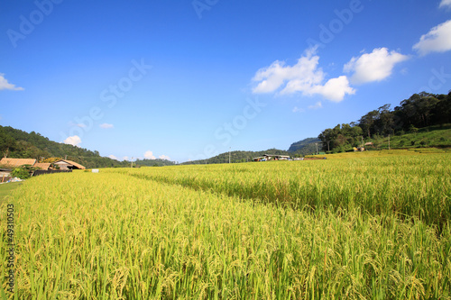 Ripe terrace rice field against blue sky