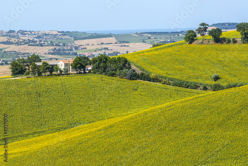 Marches (Italy) - Field of sunflowers