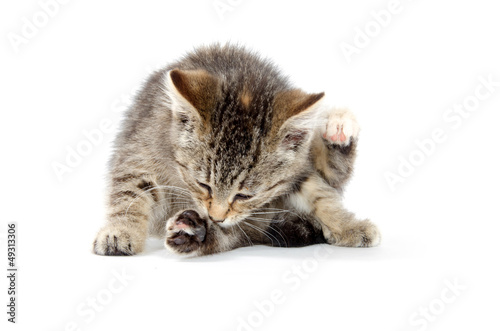 Kitten chewing its paw