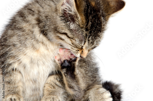 Kitten chewing its paw