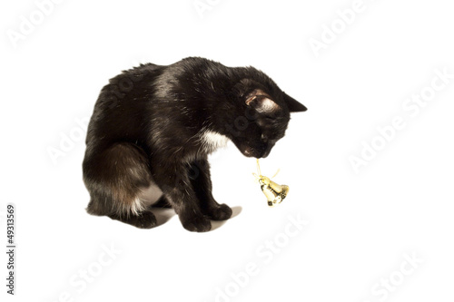 Кошшка с колокольчиком