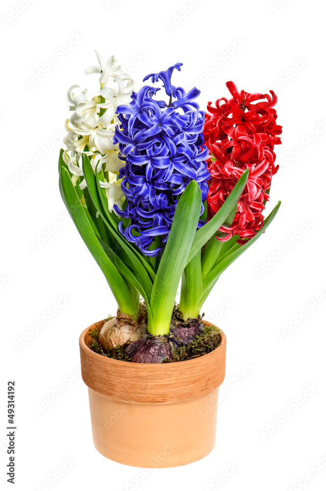 Fototapeta premium fresh hyacinth flowers on white background