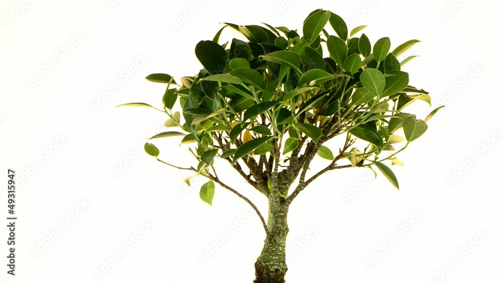 Bonsai Tree Bonsai Tree