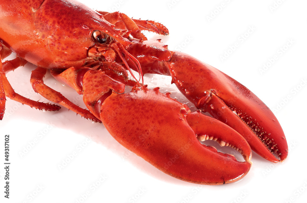 lobster claws lobster claws