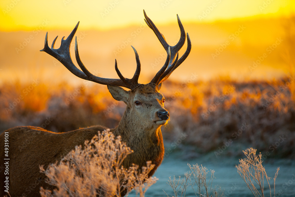 Wunschmotiv: Red deer in morning sun #49319101