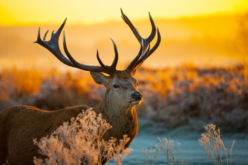 Fototapete Honigfarbe Rotwild in der Morgensonne  © arturas kerdokas