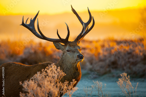 Fotografie Red deer in morning sun