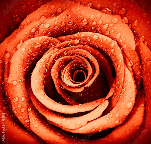 Red rose background #49321118