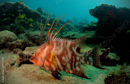 Obraz na płótnie Hogfish or underwater lachnolaimus maximus