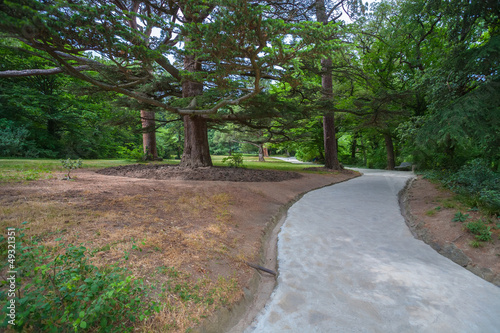 Walkway between old birch trees in park