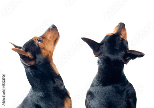 Pinscher dogs looking up
