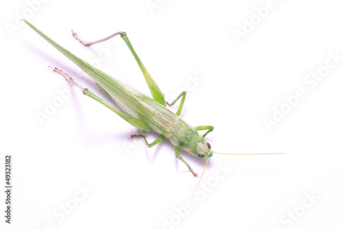 Green Grasshopper © alex_black