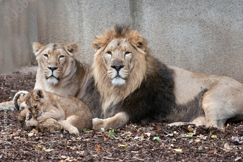 family of lions