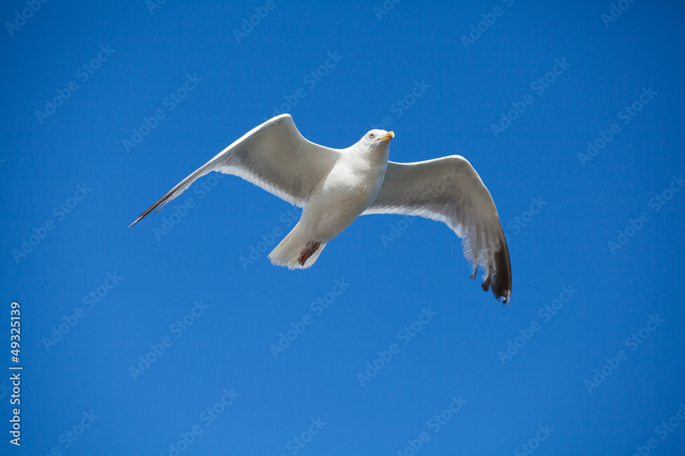 seagull in flight seagull in flight